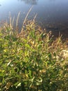 Male Baccharis Halimifolia Plants in the Sun near a Pond in the Fall.