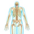 Male back view Lymphatic system with skeleton Royalty Free Stock Photo