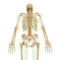Male back view Lymphatic system with skeleton Royalty Free Stock Photo