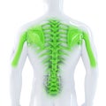Male Backbone. 3d anatomical illustration. Isolated. Contains clipping path Royalty Free Stock Photo