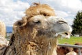 Male Bactrian camel is ready to mate