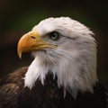 A male Bald Eagle portrait Royalty Free Stock Photo