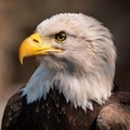 A male Bald Eagle portrait Royalty Free Stock Photo