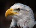 A male Bald Eagle portrait Royalty Free Stock Photo