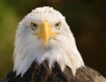 A male Bald Eagle portrait Royalty Free Stock Photo