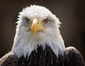 A male Bald Eagle portrait Royalty Free Stock Photo