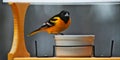 A male Baltimore Oriole in breeding plumage visits a bird feeder in Minnesota