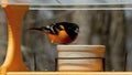 A male Baltimore Oriole in breeding plumage visits a bird feeder in Minnesota