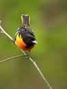 Male Baltimore Oriole