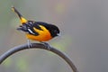 Male Baltimore Oriole Royalty Free Stock Photo