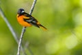 Male Baltimore Oriole