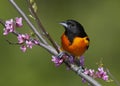 Male Baltimore Oriole perched in an Eastern Redbud tree