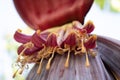 Banana Tree Flowers