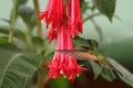 Band-tailed Barbthroat, Threnetes ruckeri, hovering next to red flower in garden, hummingbird mountain tropical forest, Costa Rica Royalty Free Stock Photo