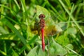 Band-winged Meadowhawk - Sympetrum semicinctum Royalty Free Stock Photo