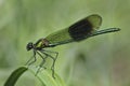 Male Banded Demoiselle