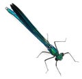 Male Banded Demoiselle, Calopteryx splendens Royalty Free Stock Photo