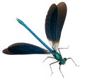 Male Banded Demoiselle, Calopteryx splendens Royalty Free Stock Photo