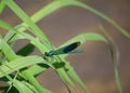 A male banded demoiselle (Calopteryx splendens) damselfly on a blade of grass