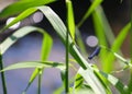 A male banded demoiselle damselfly perching on a blade of grass beside a stream