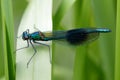 Male Banded Demoiselle (Calopteryx splendens)