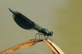 Male Banded demoiselle, Calopteryx splendens