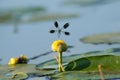 Male Banded Demoiselle damselfly (Calopteryx splendens) on lilypad river