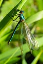 Male banded demoiselle damselfly, Calopteryx splendens. Stunning British insect portrait