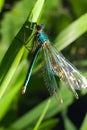Male banded demoiselle damselfly, Calopteryx splendens. Stunning British insect portrait