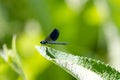 Male Banded Demoiselle Damselfly Dragonfly Royalty Free Stock Photo