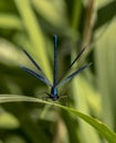 Male Banded Demoiselle