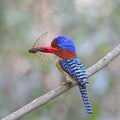 Male Banded Kingfisher