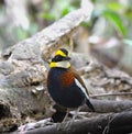 The male of Banded Pittas Royalty Free Stock Photo