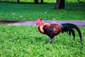 Bantam, beautiful color, looking for food in the lawn