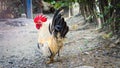 Male bantam on bedrock