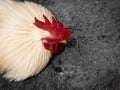 Male Bantam Chicken Lying on The Ground