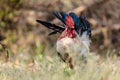 Male Bantam Was Injured In Battle.