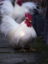The Male Bantams Standing Royalty Free Stock Photo