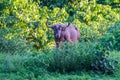 male Banteng (Bos javanicus)