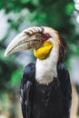 Male Bar-pouched Wreathed Hornbill portrait