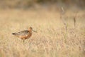 The male of the Bar-tailed Godwit (Limosa lapponica) Royalty Free Stock Photo