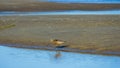 Male Bar-tailed Godwits or Limosa lapponica walk at seashore, portrait, selective focus, shallow DOF Royalty Free Stock Photo