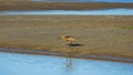 Male Bar-tailed Godwits or Limosa lapponica walk at seashore, portrait, selective focus, shallow DOF Royalty Free Stock Photo