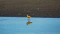 Male Bar-tailed Godwits or Limosa lapponica walk at seashore, portrait, selective focus, shallow DOF Royalty Free Stock Photo