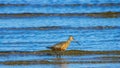 Male Bar-tailed Godwits or Limosa lapponica walk in waves at seashore, portrait, selective focus, shallow DOF Royalty Free Stock Photo