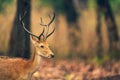 Male Barasingha or Rucervus duvaucelii or Swamp deer closeup of elusive and vulnerable animal at kanha national park