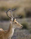 Male Barasingha or Rucervus duvaucelii or Swamp deer closeup or portrait of elusive and vulnerable animal species at kanha Royalty Free Stock Photo
