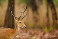 Male Barasingha or Rucervus duvaucelii or Swamp deer portrait of elusive and vulnerable animal at kanha national park