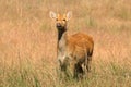 Male Barasingha