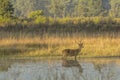 Male Barasingha in Swamp